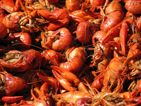 Crawfish spread out on a table closeup.の写真素材