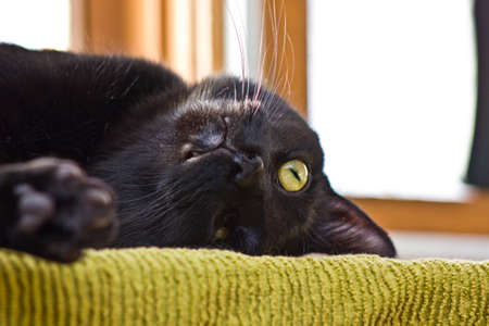 Black Catの写真素材