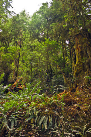 Redwood Forest