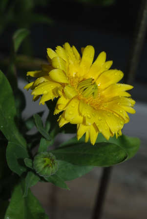 Flowerの写真素材