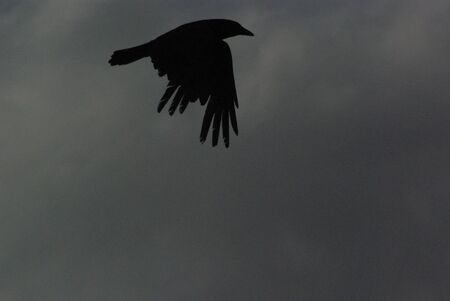 Crowの写真素材