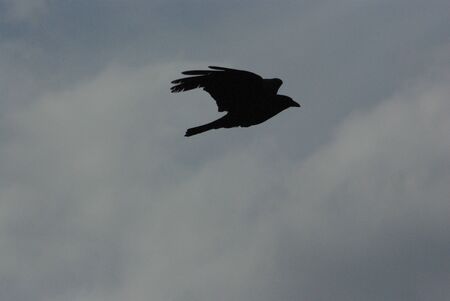 Crowの写真素材