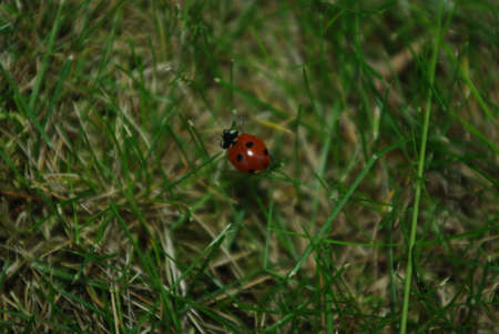 Ladybugの写真素材