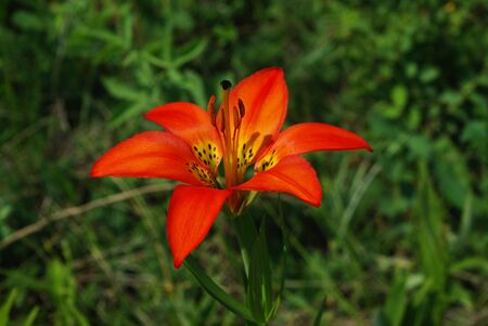 Lilyの写真素材