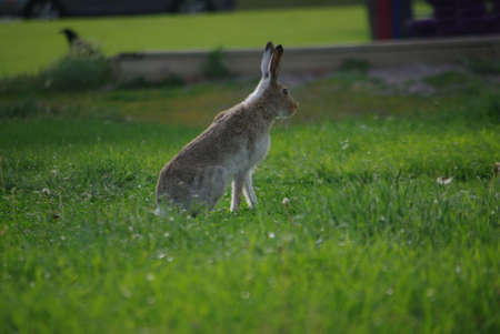 Rabbit Hareの写真素材