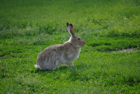 Rabbit Hareの写真素材