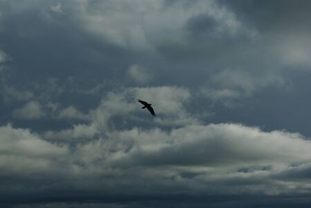 Crowの写真素材