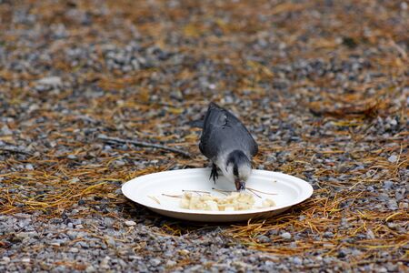 Grey Jayの写真素材