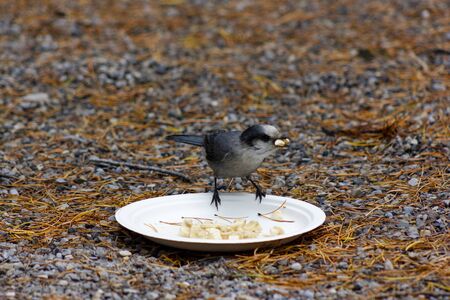 Grey Jayの写真素材