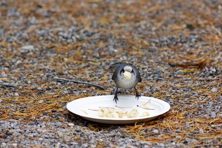 Grey Jayの写真素材