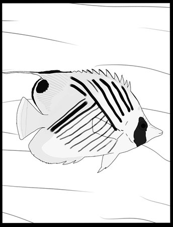 black and white vector illustration of a tropical fish on a white background