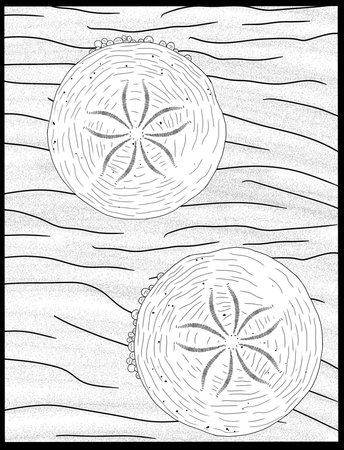Sand dollar coloring page.の写真素材