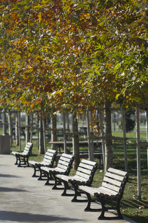 The alley with benches on the empty parkの写真素材