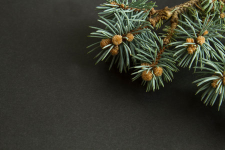 Branch of pine tree on black background with copy space for New year card