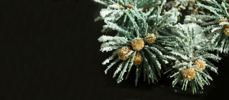 Branch of pine tree with snow on white  background with copy space