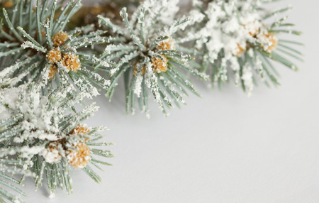 Branch of pine tree with snow on white  background with copy space for New year cardの写真素材