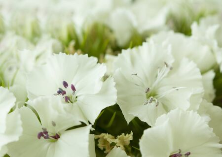 white sweet-william like spring background outdoorの写真素材