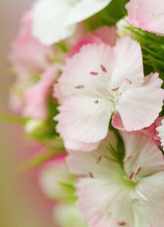 Pink and white sweet-william like spring background outdoorÐ±, blurredの写真素材
