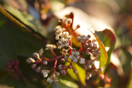 Small white flowers background on greenの写真素材