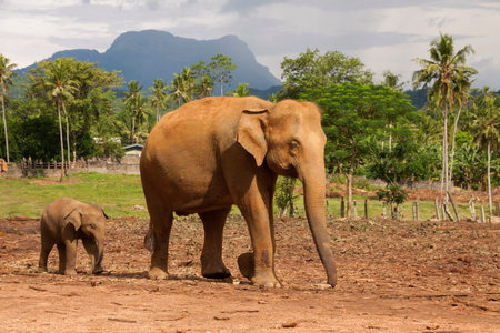 Elephant mother with baby in pinnawala elephant orphanage, Sri Lanka, horizontalの写真素材
