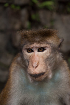 Asian wild monkey, Sri lanka, vertical close up view