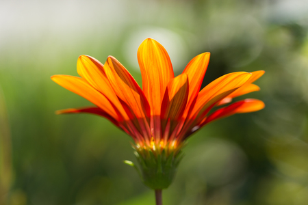 Gerbera orange flower close up on natural green background, horizontal viewの写真素材