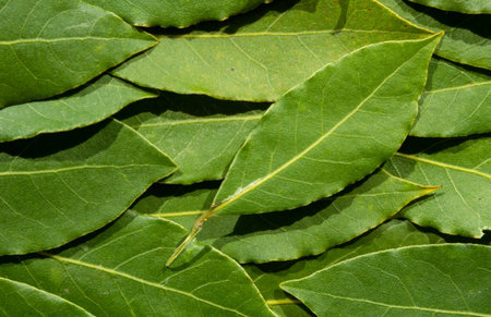 Background from green bay tree leaves, laurel / laurus nobilis, top view