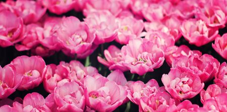 Pink tulips field horizontal viewの写真素材