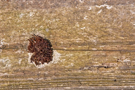 Old wood grunge texture for nature backgroundの写真素材