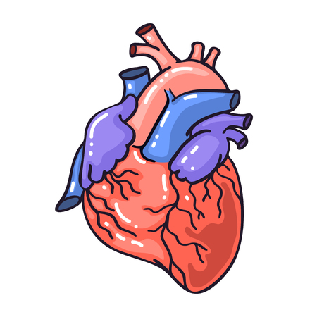 Hand drawing sketch anatomical heart.Cartoon style vector illustration.のイラスト素材