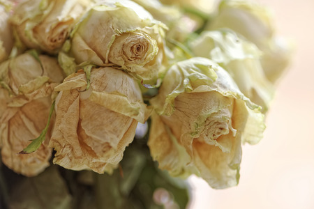 Close up of faded dry white rose. Withered flowers. Macro and selective focus.の写真素材