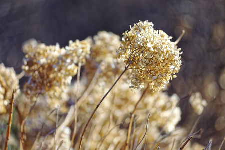 Dried Japanese Hydrangea on botanical garden. Orange flowers heads. Shallow depth of field.の写真素材