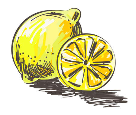 Doodle cartoon vector lemon and slice.のイラスト素材