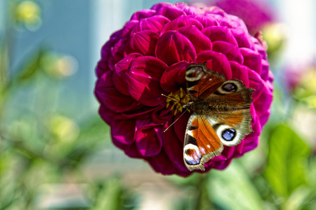 Close up of pink dahlia flower. Shallow depth of fieldの写真素材