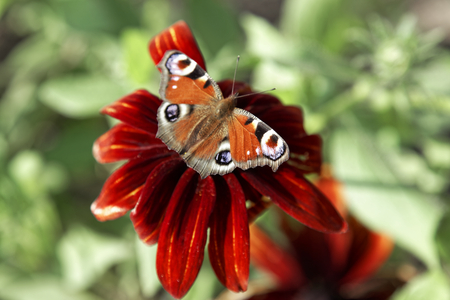 Close up of butterfly Lepidoptera on red dahlia flowerの写真素材