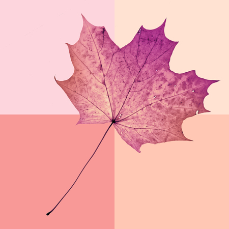 Fall maple leaf background in vintage style. Autumn arrives. Fantasy colorful backdropの写真素材