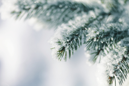 Close up of a spruce branches under the cap of snowの写真素材