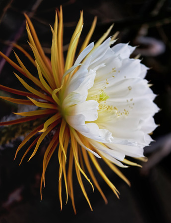 Cactus queen of the night. Night-blooming cereus Latin name Selenicereus grandiflorus.の写真素材