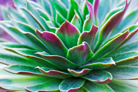 Fresh summer green background of succulent plant.の写真素材