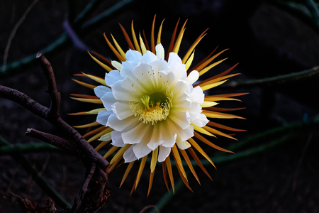Cactus queen of the night. Night-blooming cereus Latin name Selenicereus grandiflorus.の写真素材