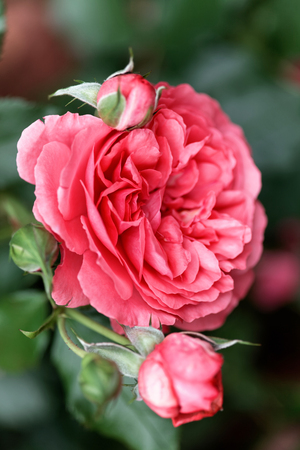 Pink roses flowers on bokeh backdrop. Floral background with soft selective focus. Vintage style tinted imageの写真素材