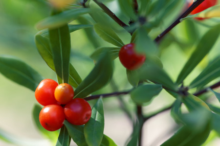 Close up Pyracantha bush berries of sunny day. Shallow depth of field.の写真素材