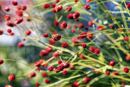 Close up of steams in the sun day. Shallow depth of field.の写真素材