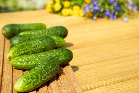 cucumbers on the woodenの写真素材