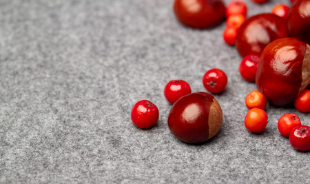 red rowan and chestnutの写真素材