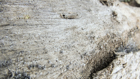 Wood, fiber wood stock photo images