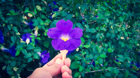 Butterfly pea photo stock flower imagesの写真素材