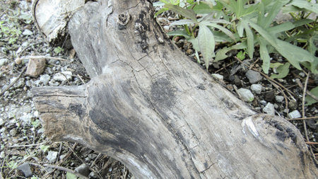 Wood, fiber wood stock photo imagesの写真素材