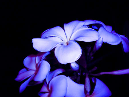 Art frangipaniの写真素材