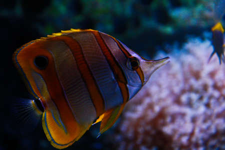 Fish in aquariumの写真素材